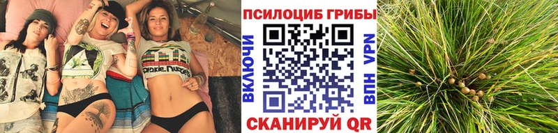 Галлюциногенные грибы Psilocybe  Межгорье 